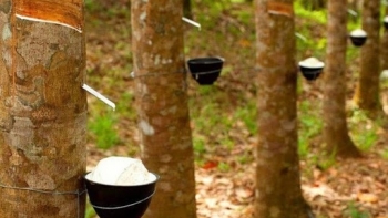 Giá cao su hôm nay 24/5: Cao su thiên nhiên đã bắt đầu tăng trở lại