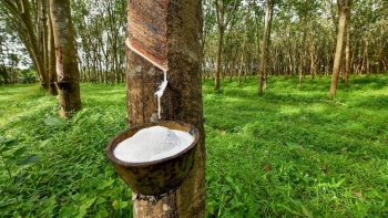 Giá cao su hôm nay 25/5: Đảo chiều đi xuống