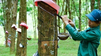 Giá cao su hôm nay 27/5: Bật tăng trở lại