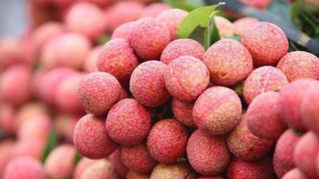 Bộ Công Thương đề nghị "luồng xanh" đối với quả vải xuất khẩu qua biên giới