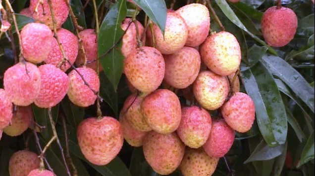 Lục Ngạn (Bắc Giang): Bác bỏ thông tin vải sớm giá 2.000 đồng/kg