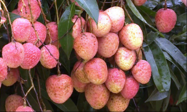 Lục Ngạn: Bác bỏ thông tin vải sớm giá 2.000 đồng/kg