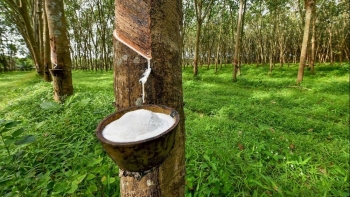 Giá cao su hôm nay 31/5: Ổn định