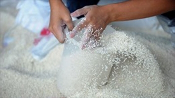 Xuất cấp gạo cho 2 tỉnh trong thời gian giáp hạt