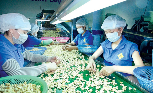 Nghiên cứu phản ánh về rủi ro lừa đảo trong xuất khẩu nông sản