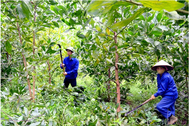 Đề xuất quy định mới sắp xếp, đổi mới công ty nông, lâm nghiệp