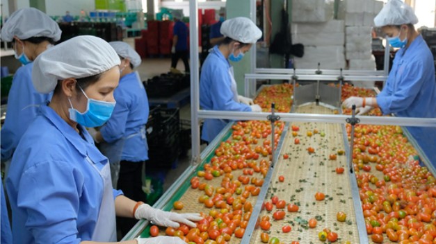 Xuất khẩu rau quả quý I/2022 giảm 12,2%