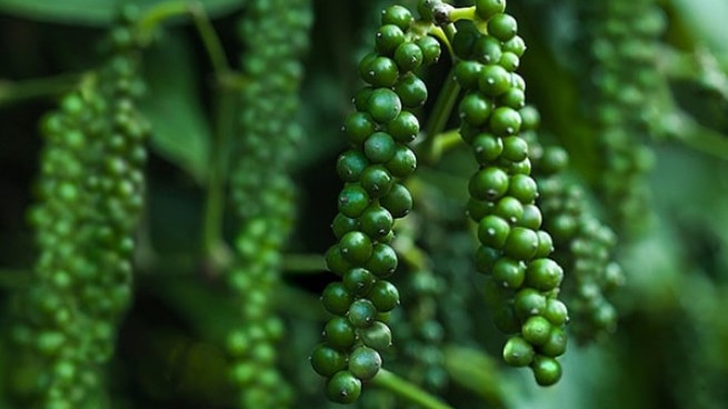 Tận dụng hiệu quả UKVFTA để đẩy mạnh xuất khẩu hàng hóa sang Anh