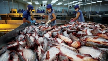 Giá cá tra xuất khẩu đi Mỹ lập kỷ lục mới
