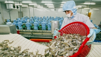 Xuất khẩu tôm sang Hàn Quốc tăng mạnh