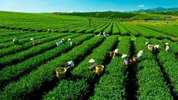 Xuất khẩu chè giảm cả lượng và kim ngạch