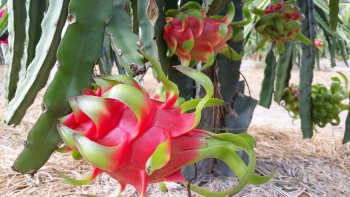 Thanh long chất lượng cao của Việt Nam được quốc tế quan tâm