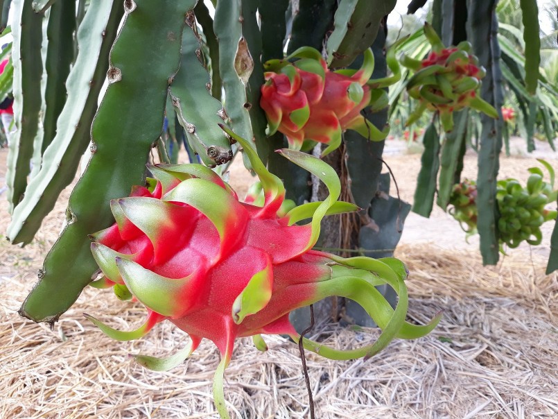 Thanh long được trồng tại tỉnh Long An