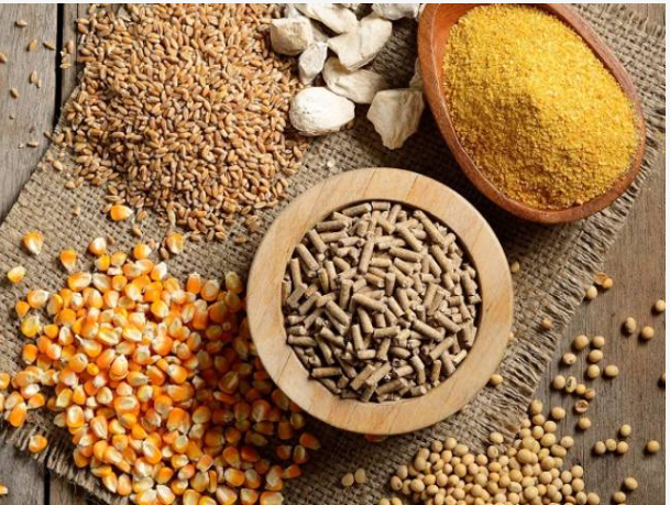 Nhập khẩu thức ăn gia súc và nguyên liệu giảm