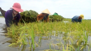 Đề xuất nâng mức hỗ trợ sản xuất nông nghiệp bị thiệt hại do thiên tai, dịch bệnh