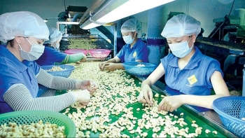 Xuất khẩu hạt điều tiếp tục khởi sắc nhờ “đòn bẩy” EVFTA