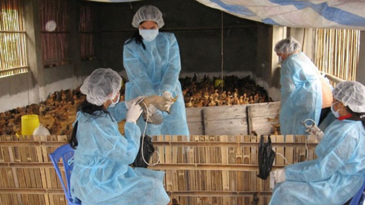 Bổ sung mức hỗ trợ người tham gia phòng, chống dịch bệnh động vật