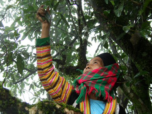 Phát triển du lịch công đồng gắn với Chè Sà Dề Phìn Phát triển du lịch công đồng gắn với Chè Sà Dề Phìn