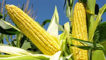 Nhập khẩu ngô giảm về lượng nhưng tăng về kim ngạch