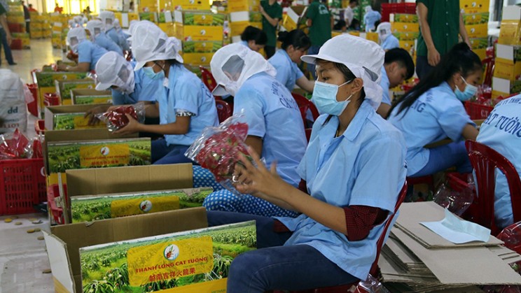 Xuất khẩu rau quả sụt giảm