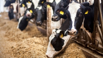 Xuất khẩu thức ăn gia súc sang Trung Quốc tăng mạnh