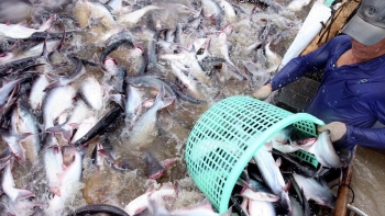 Xuất khẩu cá tra đang rộng đường sang nhiều nước lớn