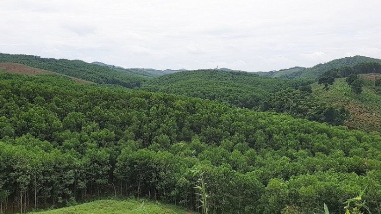 Uỷ quyền thực hiện chuyển mục đích sử dụng rừng tại tỉnh Thanh Hóa và Nghệ An