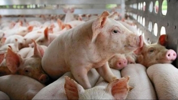 Cập nhật giá lợn hơi hôm nay 29/5/2022: Cao nhất 60.000 đồng/kg