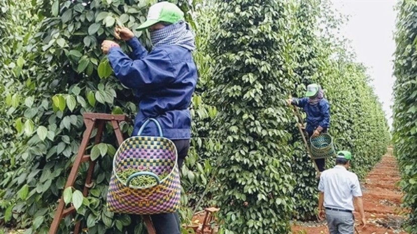 Xuất khẩu hồ tiêu đối mặt khó khăn