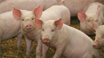 Cập nhật giá lợn hơi hôm nay 30/5/2022: Biến động trái chiều tại miền Nam