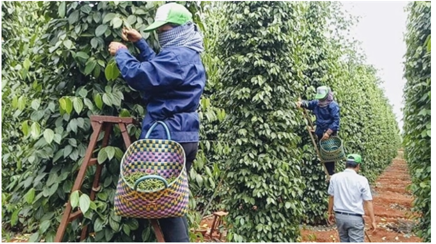 Xuất khẩu hồ tiêu đối mặt khó khăn | Báo Công Thương