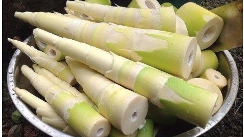 Doanh nghiệp Thụy Điển cần mua măng đóng hộp