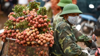 Lục Ngạn (Bắc Giang): Giá vải đầu tuần chuyển biến tích cực
