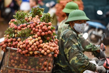 Lục Ngạn (Bắc Giang): Giá vải đầu tuần chuyển biến tích cực