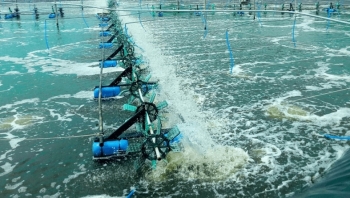 Binh Thuận: Tập trung nguồn lực phòng, chống dịch bệnh nguy hiểm trên thủy sản