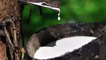 Giá cao su hôm nay 3/6: Tụt dốc