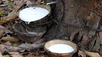 Giá cao su hôm nay 5/6: Giữ đà tăng