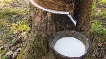 Giá cao su hôm nay 6/6: Giữ đà tăng trưởng