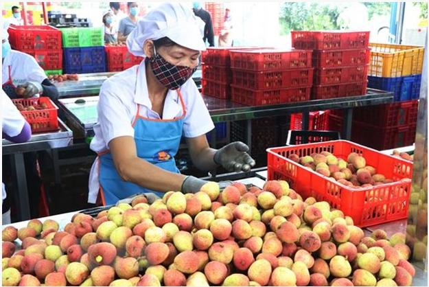 Sơ chế vải xuất khẩu tại nhà máy của Công ty Cổ phần Ameii Việt Nam đặt tại xã Thanh Xá, huyện Thanh Hà, tỉnh Hải Dương. (Ảnh: Mạnh Minh/TTXVN)