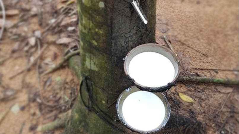 Giá cao su hôm nay 7/6: Tăng