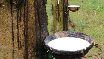 Giá cao su hôm nay 8/6: Các sàn lại chìm trong sắc đỏ