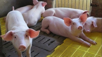 Giá lợn hơi sẽ tăng nhẹ trong quý III