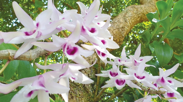 Trò chuyện với GS.TS.NGND Nguyễn Quang Thạch về “lan đột biến”