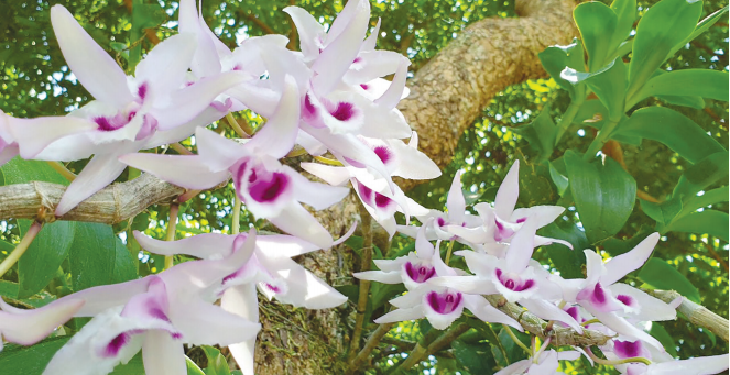 Hoa lan phi điệp đột biến