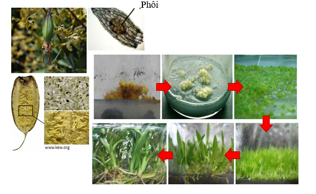 Phương pháp nhân giống bằng gieo hạt in vitro