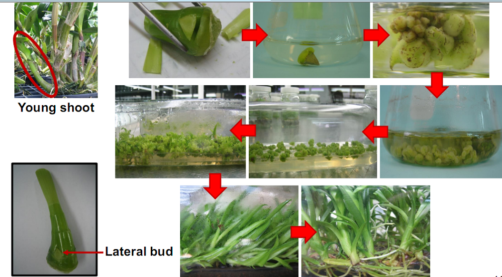 Phương pháp nhân giống bằng nuôi cấy mô