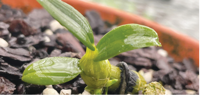 Trò chuyện với GS.TS.NGND Nguyễn Quang Thạch về “lan đột biến”