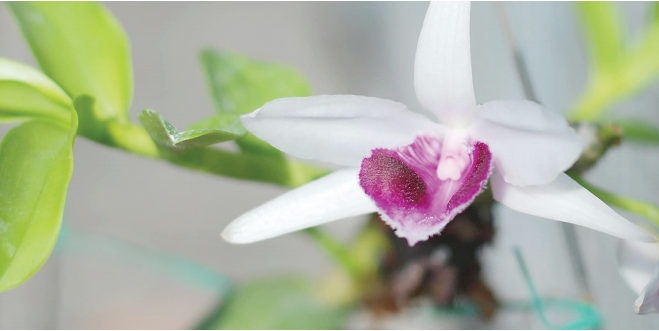 Trò chuyện với GS.TS.NGND Nguyễn Quang Thạch về “lan đột biến”