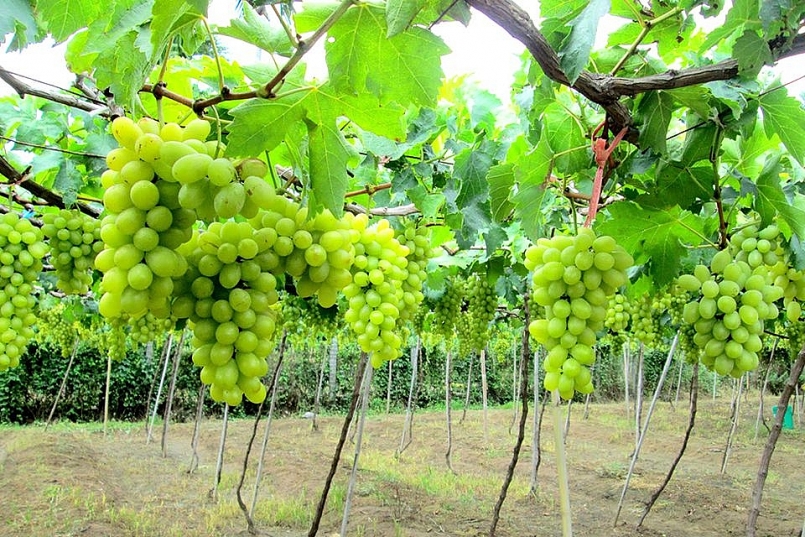 Nho Ninh Thuận nổi tiếng nhờ vị ngọt đặc biệt được chắt chiu từ chất đất khô cằn. Ảnh minh họa