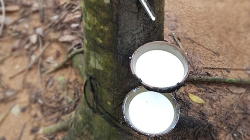 Giá cao su hôm nay 18/6: Cao su Trung Quốc dần phục hồi